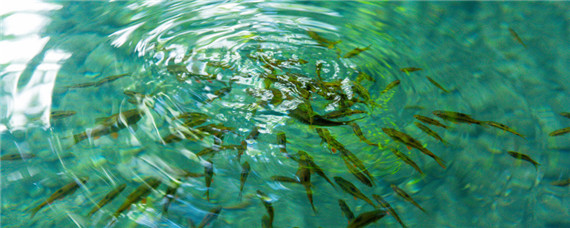 水花鱼苗养殖技术 锦鲤水花鱼苗养殖技术