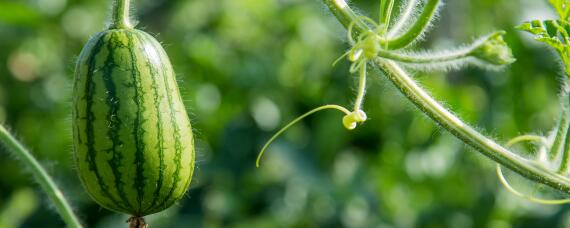 8424西瓜特点（上海8424西瓜特点）