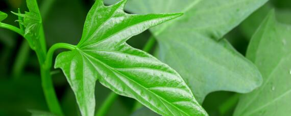 怎样培育红薯苗及方法 怎样培育红薯苗及方法视频