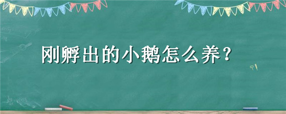 刚孵出的小鹅怎么养 刚孵化出来的小鹅怎么管理