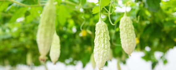 苦瓜怎么种（苦瓜怎么种长得好）