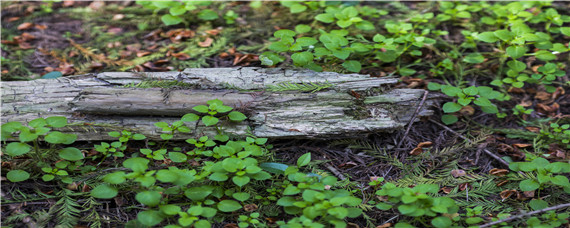 天然钾肥是什么肥料（天然肥含有钾元素）