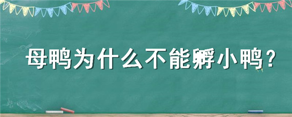 母鸭为什么不能孵小鸭 鸭子为什么不能孵小鸭