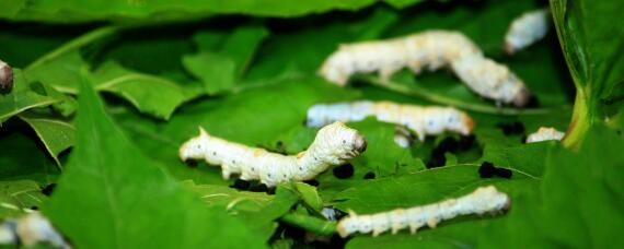 新手养蚕怎么养 新手养蚕要注意哪些