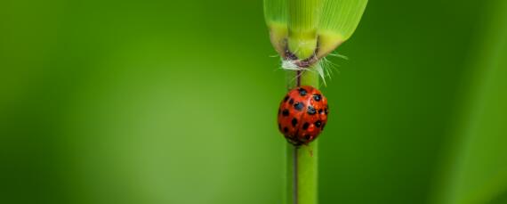 哪些瓢虫是益虫哪些瓢虫是害虫（哪种瓢虫是害虫哪种是益虫）