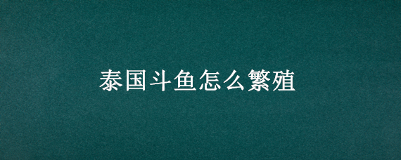 泰国斗鱼怎么繁殖（泰国斗鱼怎么繁殖出精品）