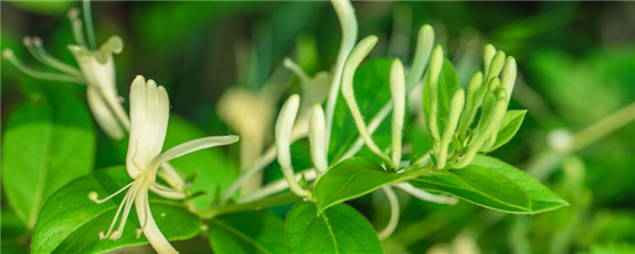 金银花怎么种植方法 金银花怎么种植方法,种好