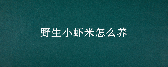 野生小虾米怎么养（小米虾养殖方法）