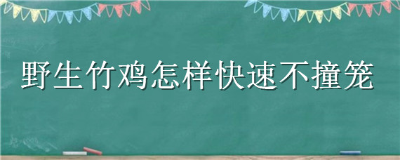 野生竹鸡怎样快速不撞笼（野生竹鸡怎么才能服笼）