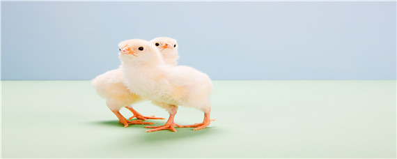 小鸡仔怎么分公母（鸡仔如何分公母）