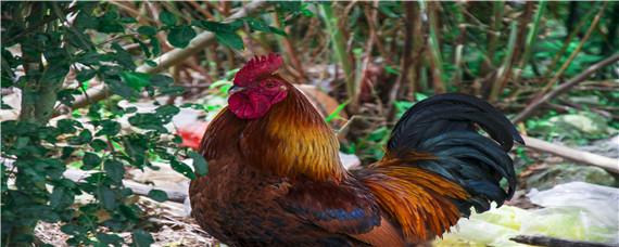 鸡冠发黑用什么药 鸡冠发黑用什么药喘用什么药