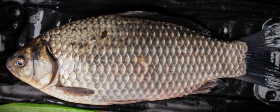 鲫鱼养殖技术与鱼塘管理(鲫鱼池塘养殖技术和密度)