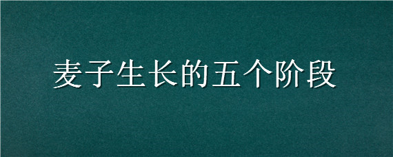 麦子生长的五个阶段 麦子生长的五个阶段简笔画