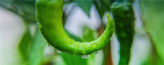 冬季大棚辣椒种植技术与管理 大棚辣椒栽培技术要点