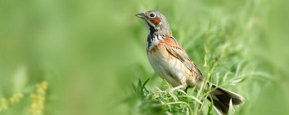 小鸟出汗部位在哪 小鸟出汗的部位在哪里