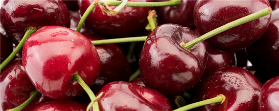 樱桃种植技术与管理（樱桃树种植管理技术）