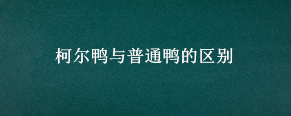 柯尔鸭与普通鸭的区别 柯尔鸭和大白鸭的区别