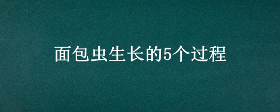 面包虫生长的5个过程 面包虫生长期