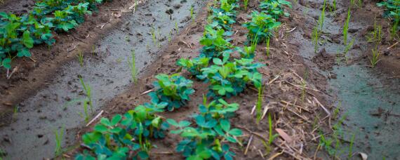 种花生需要什么肥能高产 种花生用什么肥料高产