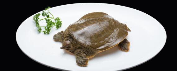 纯野生甲鱼有什么特征(野生甲鱼的特点)