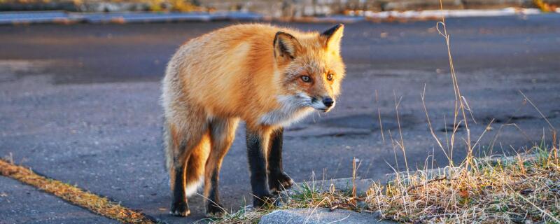 狐狸几条腿儿（狐狸几条腿啊）