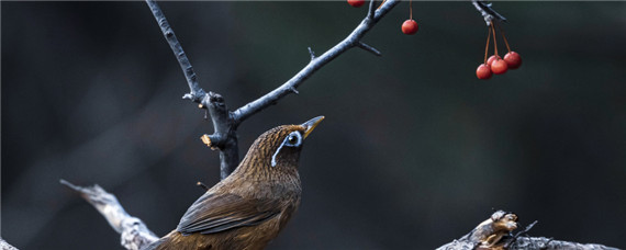 画眉怎么养 画眉怎么养才不怕人呀