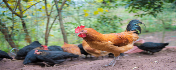 肉鸡养殖全程技术 肉鸡饲养技术