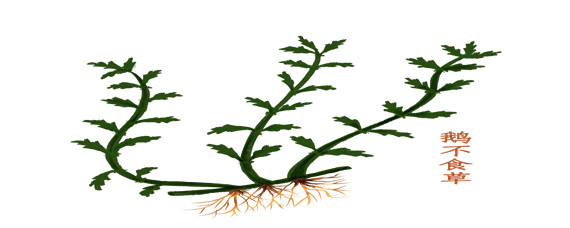 鹅不食草的功效和用法 鹅不食草的作用和功效