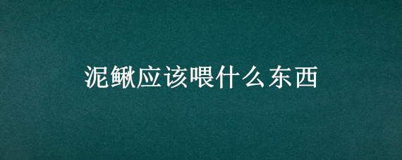 泥鳅应该喂什么东西（泥鳅怎么喂食）