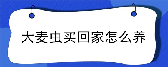 大麦虫买回家怎么养 大麦虫养殖注意事项