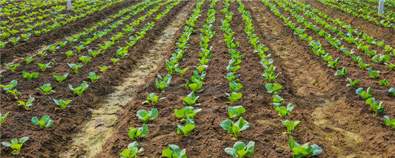 开春适合种植什么农作物（早春适合种什么农作物）