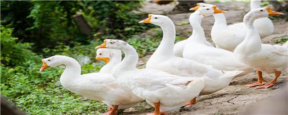 孵化鹅多少天能出来 鹅多少天可以孵化出来