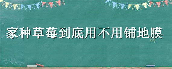 家种草莓到底用不用铺地膜 夏天种草莓需要地膜吗