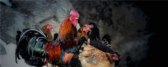 怎么让公鸡不打鸣（怎么让公鸡不打鸣的办法）