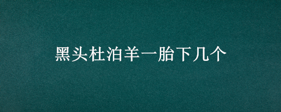 黑头杜泊羊一胎下几个（黑头杜泊头胎母羊）
