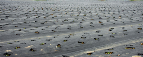黑色地膜和白色地膜有什么区别 黑色地膜好还是白色地膜好