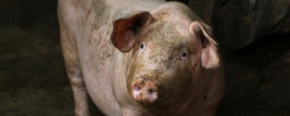 母猪磨牙是什么原因（老母猪磨牙是什么病）