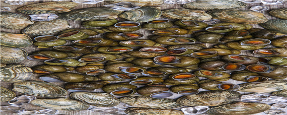 田螺吃什么(田螺吃什么部位)