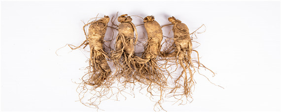 人参种植条件和方法（人参种植条件和方法时间）