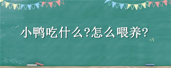 小鸭吃什么?怎么喂养? 小鸭吃什么怎么喂养