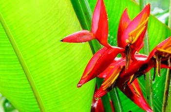 富红蝎尾蕉（富红蝎尾蕉名字由来）