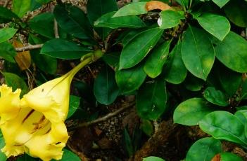 金杯花 金杯花图片