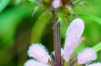 益母草_得配本草 益母草得作用