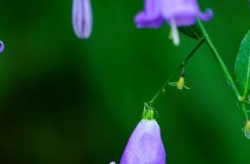 沙参_证类本草（沙参证类本草）