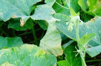 南瓜须（南瓜须泡水喝的功效）