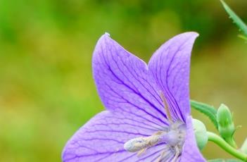 桔梗_本草崇原（桔梗 本草）