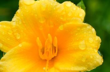 金娃娃萱草 金娃娃萱草