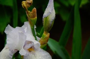 白花鸢尾