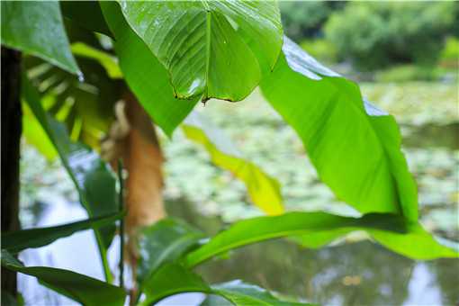 芭蕉的功效与作用是什么（芭蕉的功效与作用是什么意思）