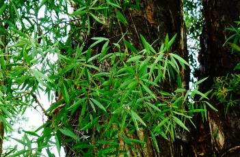 白千层叶（白千层叶的功效与作用）